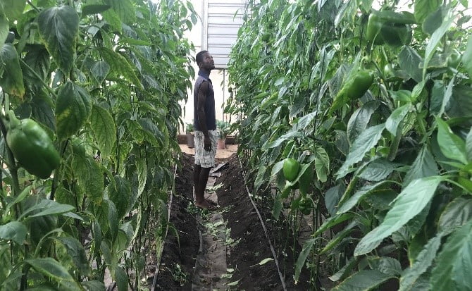 Agronomy-training-greenhouse-farming-joebenbless-agric (5)